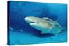 Lemon Shark, Negaprion Brevirostris, Bahamas, Grand Bahama Island, Atlantic Ocean-Reinhard Dirscherl-Stretched Canvas