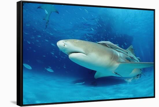 Lemon Shark, Negaprion Brevirostris, Bahamas, Grand Bahama Island, Atlantic Ocean-Reinhard Dirscherl-Framed Stretched Canvas