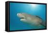 Lemon Shark, Negaprion Brevirostris, Bahamas, Grand Bahama Island, Atlantic Ocean-Reinhard Dirscherl-Framed Stretched Canvas