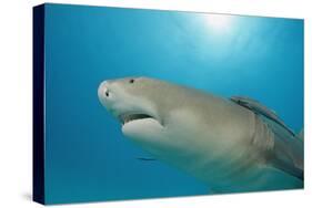 Lemon Shark, Negaprion Brevirostris, Bahamas, Grand Bahama Island, Atlantic Ocean-Reinhard Dirscherl-Stretched Canvas