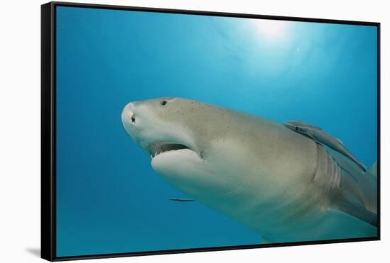 Lemon Shark, Negaprion Brevirostris, Bahamas, Grand Bahama Island, Atlantic Ocean-Reinhard Dirscherl-Framed Stretched Canvas