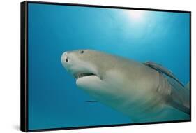 Lemon Shark, Negaprion Brevirostris, Bahamas, Grand Bahama Island, Atlantic Ocean-Reinhard Dirscherl-Framed Stretched Canvas