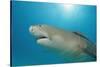 Lemon Shark, Negaprion Brevirostris, Bahamas, Grand Bahama Island, Atlantic Ocean-Reinhard Dirscherl-Stretched Canvas