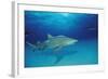 Lemon Shark, Negaprion Brevirostris, Bahamas, Grand Bahama Island, Atlantic Ocean-Reinhard Dirscherl-Framed Photographic Print