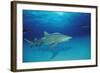 Lemon Shark, Negaprion Brevirostris, Bahamas, Grand Bahama Island, Atlantic Ocean-Reinhard Dirscherl-Framed Photographic Print