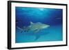 Lemon Shark, Negaprion Brevirostris, Bahamas, Grand Bahama Island, Atlantic Ocean-Reinhard Dirscherl-Framed Photographic Print