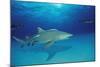 Lemon Shark, Negaprion Brevirostris, Bahamas, Grand Bahama Island, Atlantic Ocean-Reinhard Dirscherl-Mounted Photographic Print