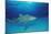 Lemon Shark, Negaprion Brevirostris, Bahamas, Grand Bahama Island, Atlantic Ocean-Reinhard Dirscherl-Mounted Photographic Print