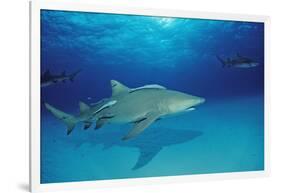 Lemon Shark, Negaprion Brevirostris, Bahamas, Grand Bahama Island, Atlantic Ocean-Reinhard Dirscherl-Framed Photographic Print