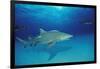 Lemon Shark, Negaprion Brevirostris, Bahamas, Grand Bahama Island, Atlantic Ocean-Reinhard Dirscherl-Framed Photographic Print