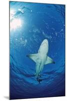 Lemon Shark, Negaprion Brevirostris, Bahamas, Grand Bahama Island, Atlantic Ocean-Reinhard Dirscherl-Mounted Photographic Print