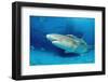 Lemon Shark, Negaprion Brevirostris, Bahamas, Grand Bahama Island, Atlantic Ocean-Reinhard Dirscherl-Framed Photographic Print