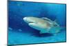 Lemon Shark, Negaprion Brevirostris, Bahamas, Grand Bahama Island, Atlantic Ocean-Reinhard Dirscherl-Mounted Photographic Print