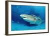Lemon Shark, Negaprion Brevirostris, Bahamas, Grand Bahama Island, Atlantic Ocean-Reinhard Dirscherl-Framed Photographic Print