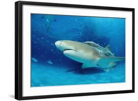 Lemon Shark, Negaprion Brevirostris, Bahamas, Grand Bahama Island, Atlantic Ocean-Reinhard Dirscherl-Framed Photographic Print