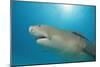 Lemon Shark, Negaprion Brevirostris, Bahamas, Grand Bahama Island, Atlantic Ocean-Reinhard Dirscherl-Mounted Photographic Print