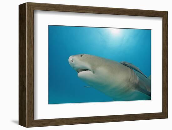 Lemon Shark, Negaprion Brevirostris, Bahamas, Grand Bahama Island, Atlantic Ocean-Reinhard Dirscherl-Framed Photographic Print