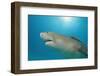 Lemon Shark, Negaprion Brevirostris, Bahamas, Grand Bahama Island, Atlantic Ocean-Reinhard Dirscherl-Framed Photographic Print