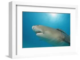 Lemon Shark, Negaprion Brevirostris, Bahamas, Grand Bahama Island, Atlantic Ocean-Reinhard Dirscherl-Framed Photographic Print