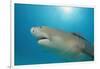 Lemon Shark, Negaprion Brevirostris, Bahamas, Grand Bahama Island, Atlantic Ocean-Reinhard Dirscherl-Framed Photographic Print