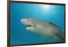 Lemon Shark, Negaprion Brevirostris, Bahamas, Grand Bahama Island, Atlantic Ocean-Reinhard Dirscherl-Framed Photographic Print