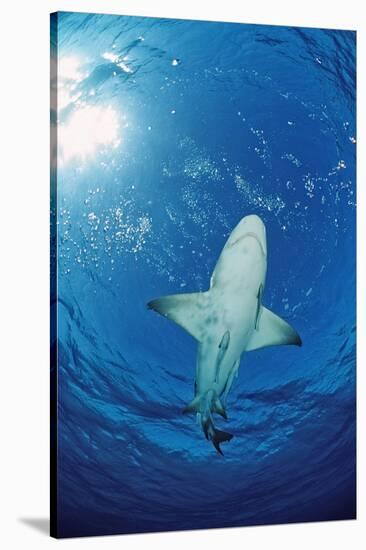 Lemon Shark, Negaprion Brevirostris, Bahamas, Grand Bahama Island, Atlantic Ocean-Reinhard Dirscherl-Stretched Canvas