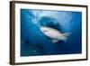 Lemon Shark (Negaprion Brevirostris) Northern Bahamas, Caribbean Sea, Atlantic Ocean-Franco Banfi-Framed Photographic Print