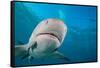 Lemon shark swimming with Remoras, Grand Bahamas-David Fleetham-Framed Stretched Canvas