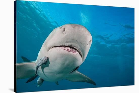 Lemon shark swimming with Remoras, Grand Bahamas-David Fleetham-Stretched Canvas