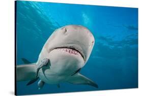 Lemon shark swimming with Remoras, Grand Bahamas-David Fleetham-Stretched Canvas