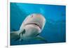 Lemon shark swimming with Remoras, Grand Bahamas-David Fleetham-Framed Photographic Print