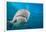 Lemon shark swimming with Remoras, Grand Bahamas-David Fleetham-Framed Photographic Print