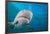 Lemon shark swimming with Remoras, Grand Bahamas-David Fleetham-Framed Photographic Print