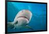 Lemon shark swimming with Remoras, Grand Bahamas-David Fleetham-Framed Photographic Print