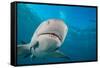 Lemon shark swimming with Remoras, Grand Bahamas-David Fleetham-Framed Stretched Canvas