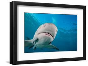 Lemon shark swimming with Remoras, Grand Bahamas-David Fleetham-Framed Photographic Print