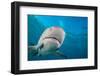 Lemon shark swimming with Remoras, Grand Bahamas-David Fleetham-Framed Photographic Print