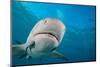 Lemon shark swimming with Remoras, Grand Bahamas-David Fleetham-Mounted Photographic Print