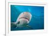 Lemon shark swimming with Remoras, Grand Bahamas-David Fleetham-Framed Photographic Print