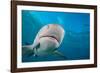 Lemon shark swimming with Remoras, Grand Bahamas-David Fleetham-Framed Photographic Print