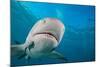 Lemon shark swimming with Remoras, Grand Bahamas-David Fleetham-Mounted Photographic Print