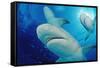 Lemon Sharks, Negaprion Brevirostris, Bahamas, Grand Bahama Island, Atlantic Ocean-Reinhard Dirscherl-Framed Stretched Canvas