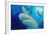 Lemon Sharks, Negaprion Brevirostris, Bahamas, Grand Bahama Island, Atlantic Ocean-Reinhard Dirscherl-Framed Photographic Print