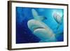 Lemon Sharks, Negaprion Brevirostris, Bahamas, Grand Bahama Island, Atlantic Ocean-Reinhard Dirscherl-Framed Photographic Print