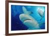 Lemon Sharks, Negaprion Brevirostris, Bahamas, Grand Bahama Island, Atlantic Ocean-Reinhard Dirscherl-Framed Photographic Print