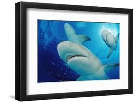 Lemon Sharks, Negaprion Brevirostris, Bahamas, Grand Bahama Island, Atlantic Ocean-Reinhard Dirscherl-Framed Photographic Print