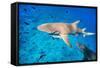 Lemon Sharks Swim among Fish in Pacific Ocean-BlueOrange Studio-Framed Stretched Canvas