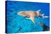 Lemon Sharks Swim among Fish in Pacific Ocean-BlueOrange Studio-Stretched Canvas