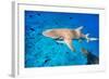 Lemon Sharks Swim among Fish in Pacific Ocean-BlueOrange Studio-Framed Photographic Print