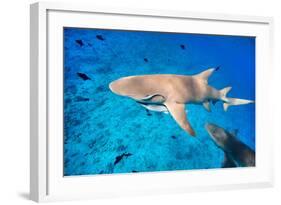 Lemon Sharks Swim among Fish in Pacific Ocean-BlueOrange Studio-Framed Photographic Print